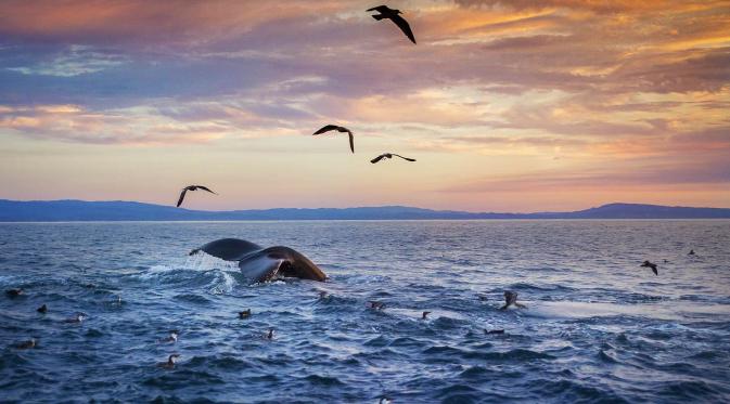 Monterey, Kalifornia, Amerika Serikat. ( Chase Dekker Wild-Life Images/Getty Images)