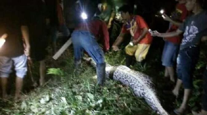 Korban ditelan ular piton berukuran besar itu saat sedang berada di area kebun kelapa sawit. (Liputan6.com/Eka Hakim).