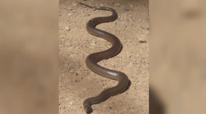 Eastern Brown Snake (Wikipedia/Poyt448)