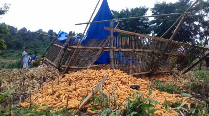 Keempat warga yang sedang mengupas kulit jagung tewas saat atap pondok kayu yang mereka tempati itu rubuh. (Liputan6.com/Eka Hakim)