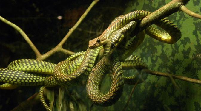 Chrysopelea paradisi, ular terbang di Asia Tenggara. (Sumber Wikimedia)