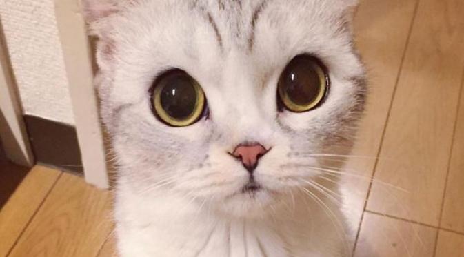 Kucing bernama Hana yang jadi bintang Instagram. (Instagram Hana__Kitty)
