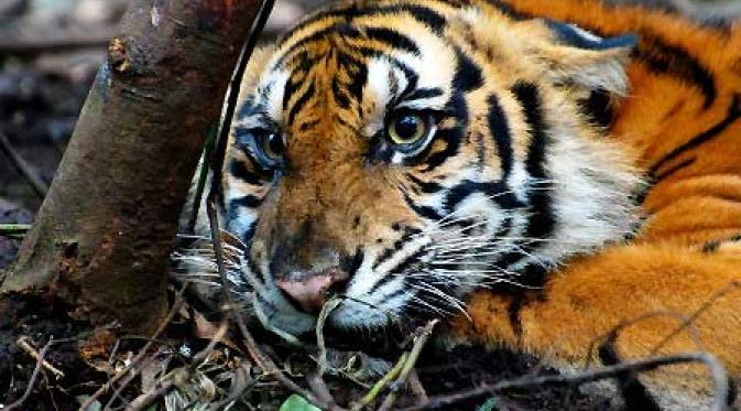 Seekor harimau Sumatera (panthera tigris sumatrae) jerat kawat baja di kebun akasia konsesi PT Arara Abadi di Kabupaten Pelalawan, Riau. (Antara).