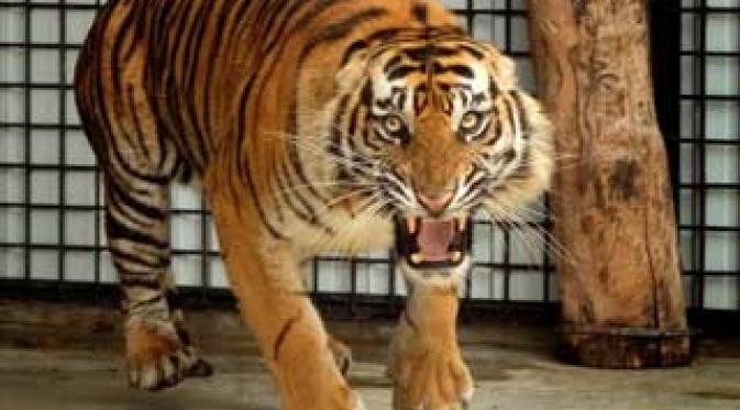 Harimau sumatera (Panthera tigris sumatrae) asal Jambi di pusat rehabilitasi Tampang Belimbing, Lampung Barat, Selasa (30/3). Lokasi konservasi ini menyediakan sarana untuk melatih harimau.(Antara)