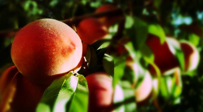 Seorang ilmuwan menemukan bahwa senyawa dalam buah persik (peach) punya manfaat bagi wanita