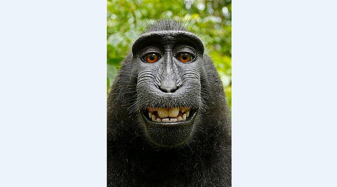 Selfie monyet (Foto: Wikipedia Commons)