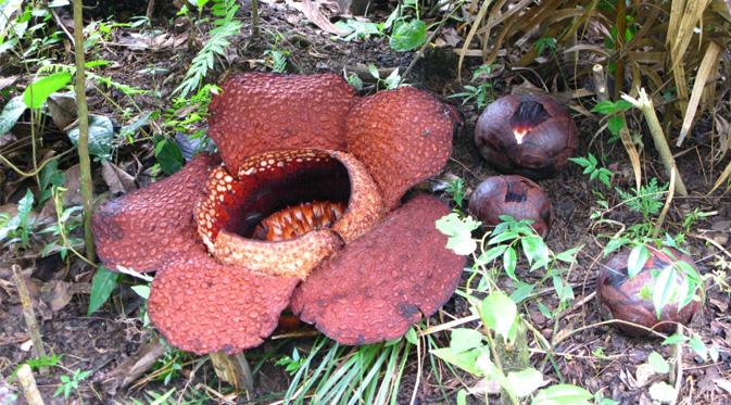 Bunga Bangkai atau Rafflesia Arnoldii ditemukan tumbuh kembali di Bengkulu.