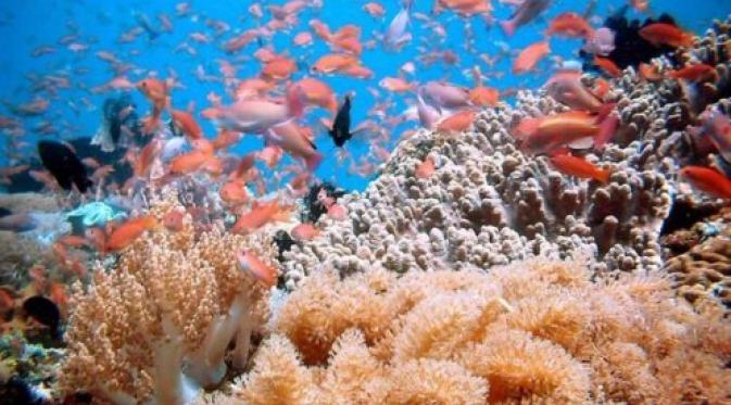 Indonesia tak hanya mempunyai taman laut Bunaken, Raja Ampat, maupun Wakatobi. Masih ada beberapa surga bawah laut indah lainnya.