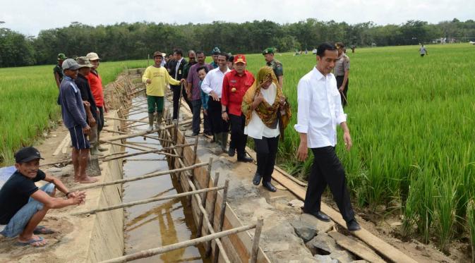 Presiden Joko Widodo berserta rombongan saat blusukan ke pembangunan saluran irigasi tersier di Bendungan Irigasi Tersier Desa Mandor Kabupaten Landak, Kalbar, Selasa (20/1/2015). (Rumgapres/Agus Suparto)