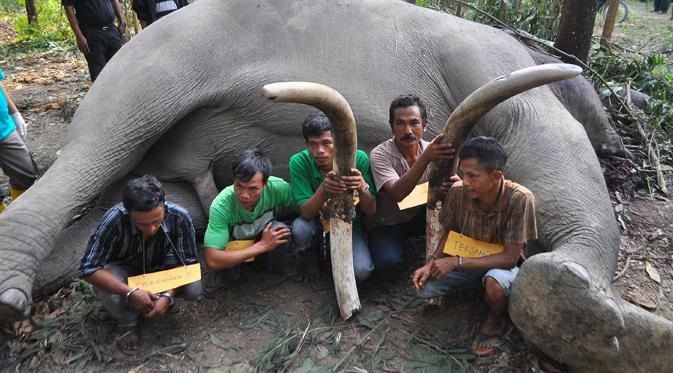 Polda Riau menangkap para tersangka pemburu gading gajah yang telah membantai sedikitnya enam gajah Sumatera di Provinsi Riau dan Jambi, Rabu (11/2/2015).(Antara Foto/wahyudie)