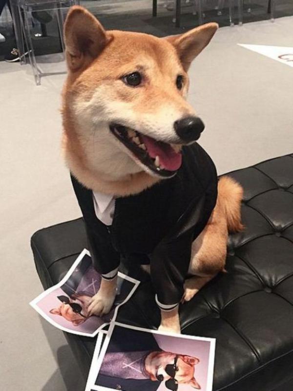 [Bintang] 23 Anjing Berbaju Ini Lebih Keren dari Manusia