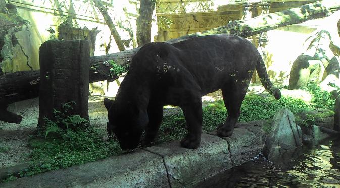 Dia lahir dari induk betina jaguar loreng bernama Valdiava dan jaguar hitam jantan bernama Diabolo.
