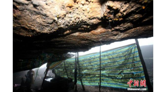 Seorang wanita malang berusia 52 tahun sudah hidup di sebuah gua selama 2 tahun.