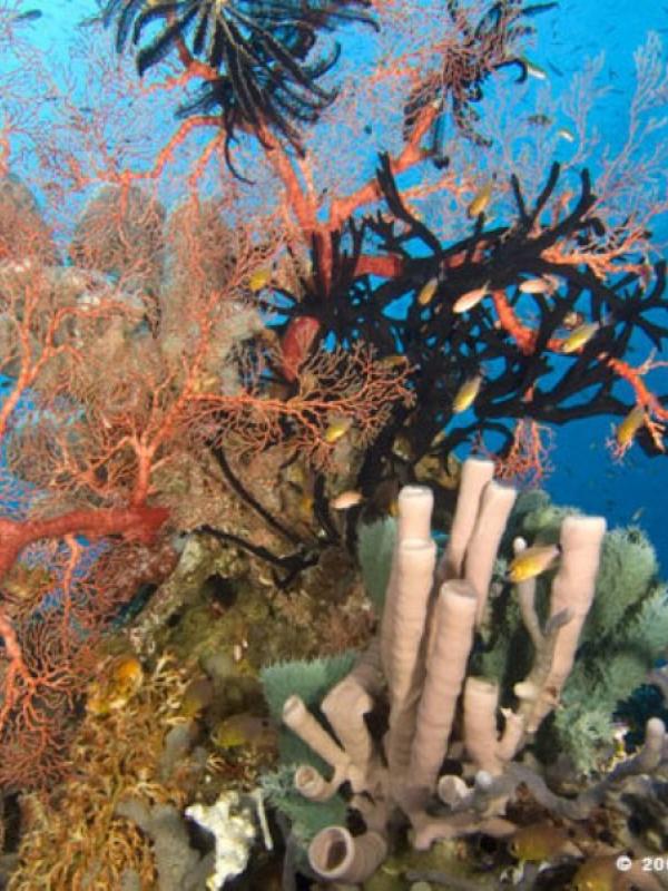 Terumbu karang Raja Ampat | via: beritaalam.wordpress.com