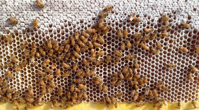 Cara Modern Memanen Madu Tanpa Harus Mengganggu Lebah