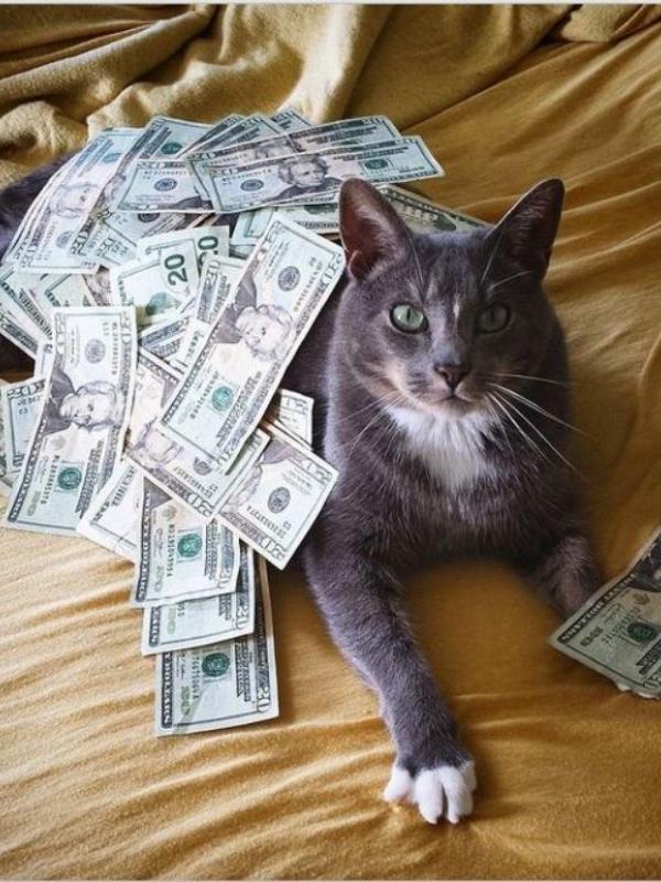 Kucing tajir #1 | via: instagram.com/cashcats