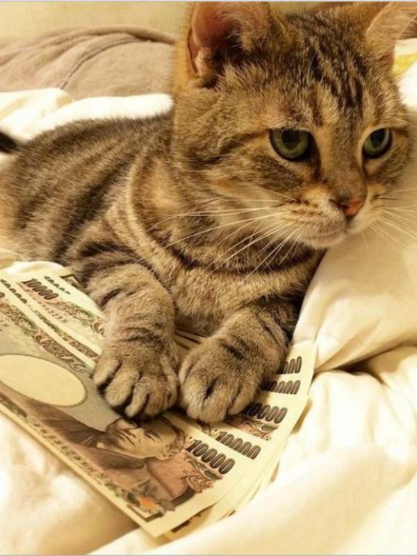 Kucing tajir #2 | via: instagram.com/cashcats