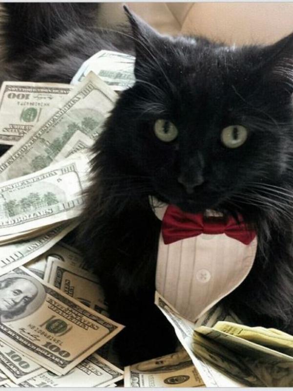 Kucing tajir #3 | via: instagram.com/cashcats