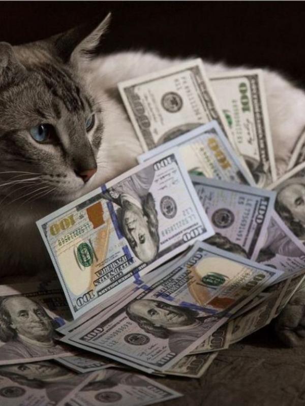 Kucing tajir #4 | via: instagram.com/cashcats