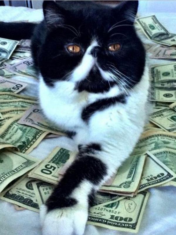 Kucing tajir #5 | via: instagram.com/cashcats