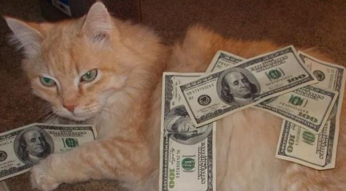 Kucing tajir #8 | via: instagram.com/cashcats