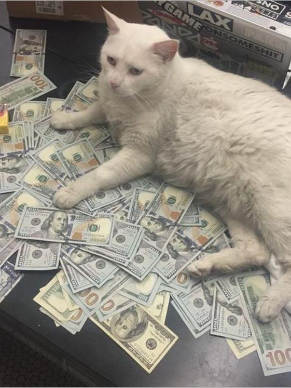 Kucing tajir #9 | via: instagram.com/cashcats
