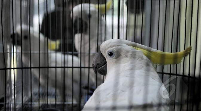 7 burung kakaktua jambul kuning dan satu burung kakatua raja berwarna hitam diserahkan ke Balai Konservasi Sumber Daya Alam (BKSDA), Jakarta, Senin (11/5/2015). Setelah burung diterima BKSDA, selanjutnya akan diserahkan ke TMII (Liputan6.com/Johan Tallo)