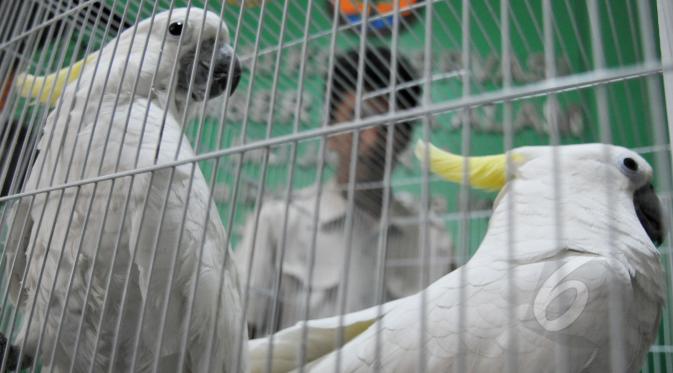 Petugas Balai Konservasi Sumber Daya Alam (BKSDA) melihat burung kakaktua jambul kuning yang diserahkan di kantor BKSDA, Jakarta, Senin (11/5/2015). BKSDA menerima 7 burung kakaktua jambul kuning dan satu burung kakatua raja. (Liputan6.com/Johan Tallo)