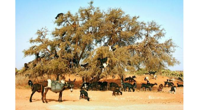 Ingin melihat bagaimana puluhan domba memanjat pohon? Anda harus berkunjung ke Maroko.