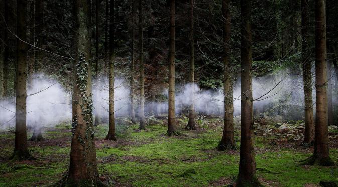 Kabut disela pepohonan, Hampshire, United Kingdom (Via: smithsonianmag.com)