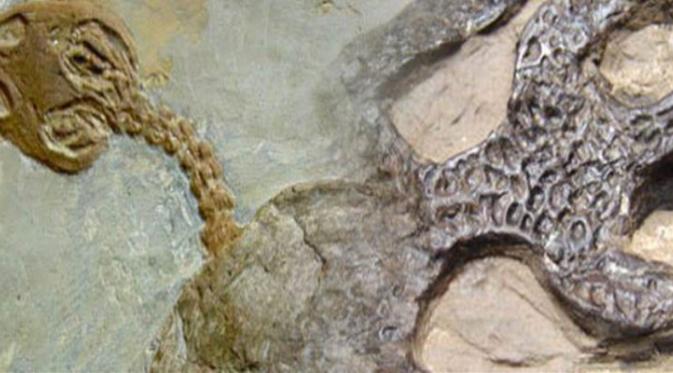 Fosil dinosaurus palsu (Via: cracked.com)