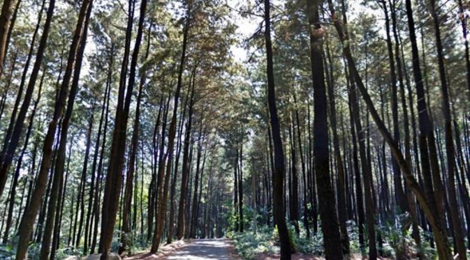 Pohon Pinus (Via: hellobogor.com)