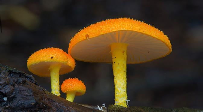  Jamur  jamur  Cantik dengan Warna  yang Menakjubkan Global 