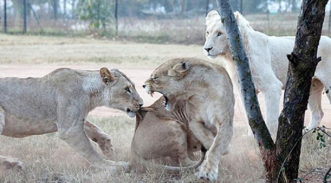 Para Singa di Lion Park (Barcroft Media)