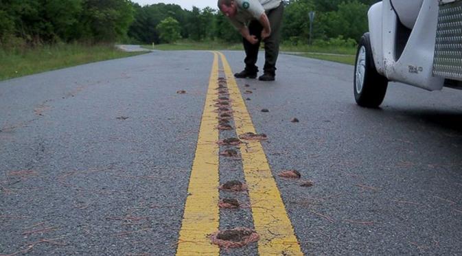 Misteri gundukan cacing tanah di jalanan Texas (Eisenhower State Park)