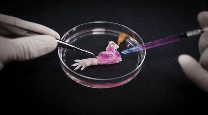 Sekelompok ilmuwan berhasil mengembangkan organ tubuh tikus untuk kepentingan teknologi transplantasi manusia buatan