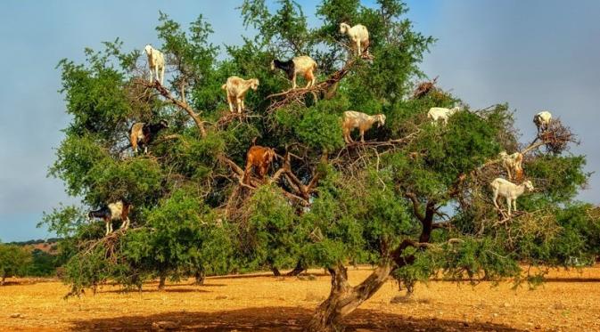 Kambing asli daerah Selatan Maroko dapat memanjat pohon