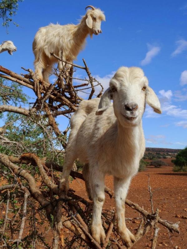 Ternyata, jenis dari bentuk kaki kambing asli daerah tersebut yang dapat membuat mereka memanjat pohon 