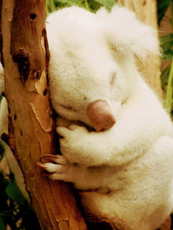 Koala (Via: oddee.com)