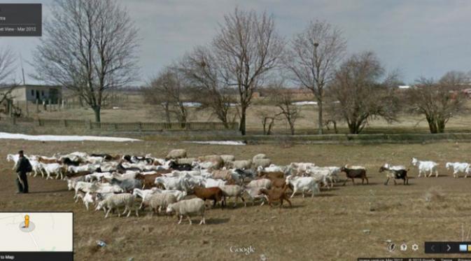 foto: Google Sheep View