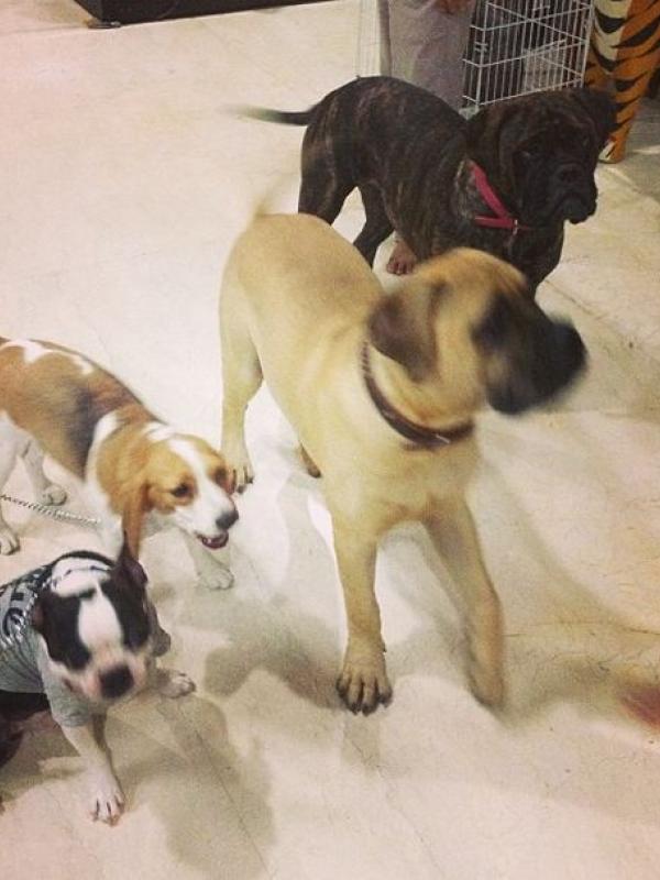 Punya banyak anjing peliharaan. | via: instagram.com/rharyantoracing