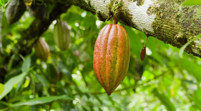 Kakao atau yang sering disebut buah coklat ini merupakan buah yang memiliki rasa yang enak. 
