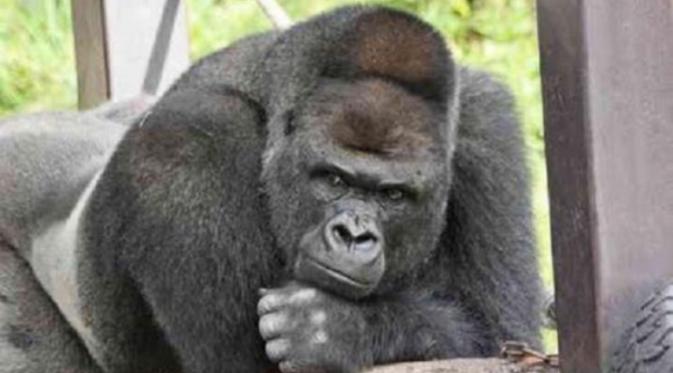 Gorila tampan