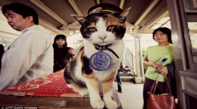 Tama, kucing kepala stasiun berdiri di loket kereta