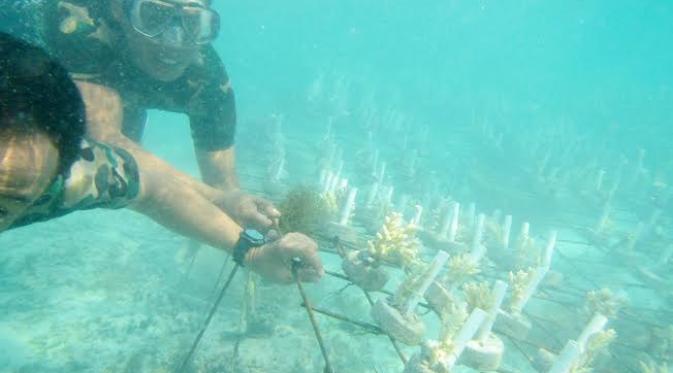 Batalyon Marinir Pertahanan Pangkalan III Jakarta tanam 5000 bibit terumbu karang di Pulau Pramuka, Jakarta. (Yonmarhanlan III) 