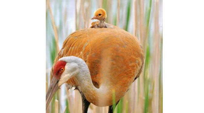 Burung (Via: boredpanda.com)