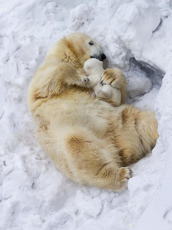 Beruang kutub (Via: 9gag.com)