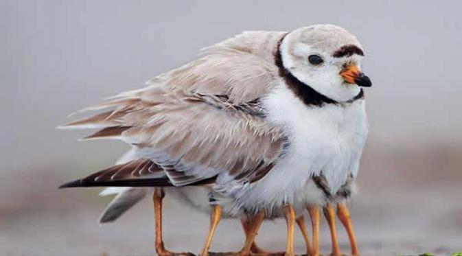 Burung (Via: boredpanda.com)