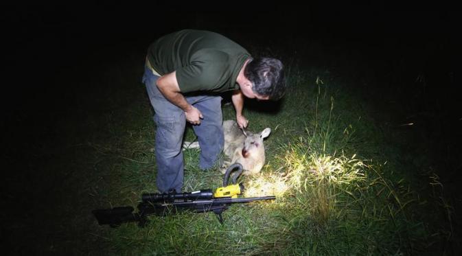 Pemburu Kangguru terlatih di Canberra bersama hasil tembakannya. (Reuters)