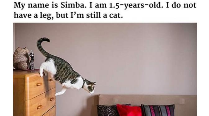 Simba (Via: 9gag.com)